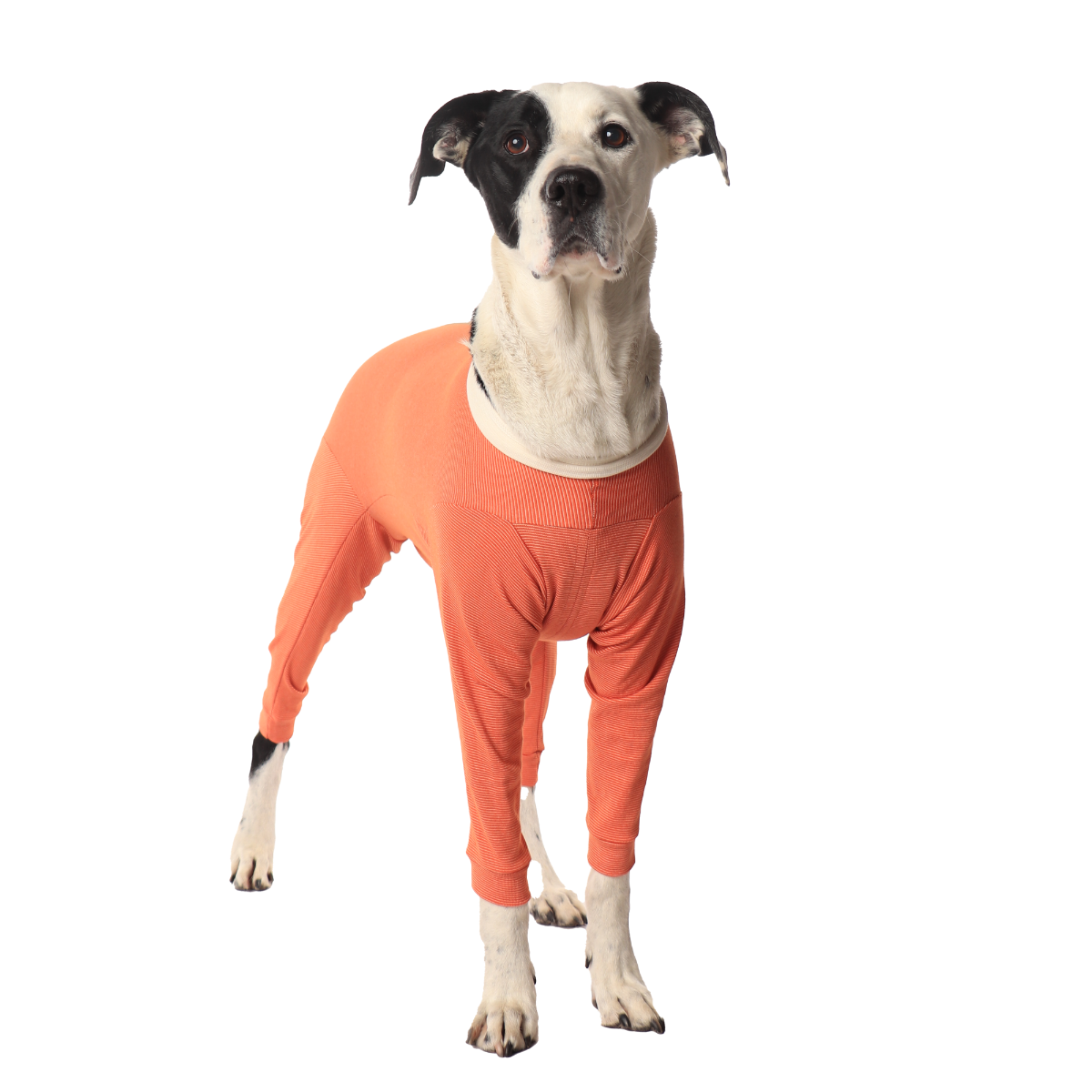 Luna & Milo CopperBody 4-Legs #8